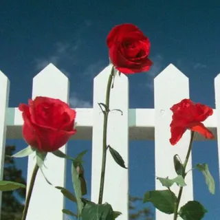 David Lynch's Suburban Fantasy